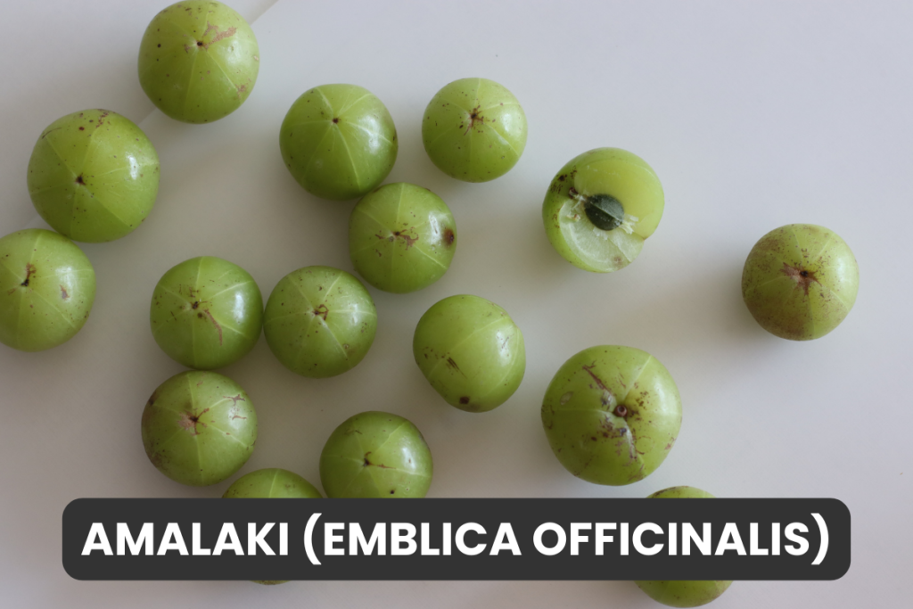 Amla (Emblica officinalis)