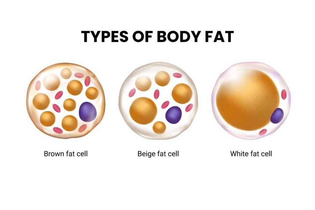 Types of Body Fat