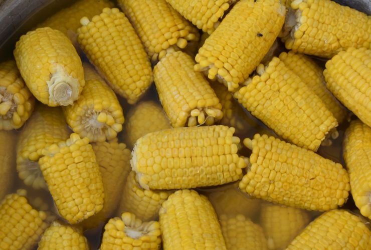 Steamed Corn (Bhutta)